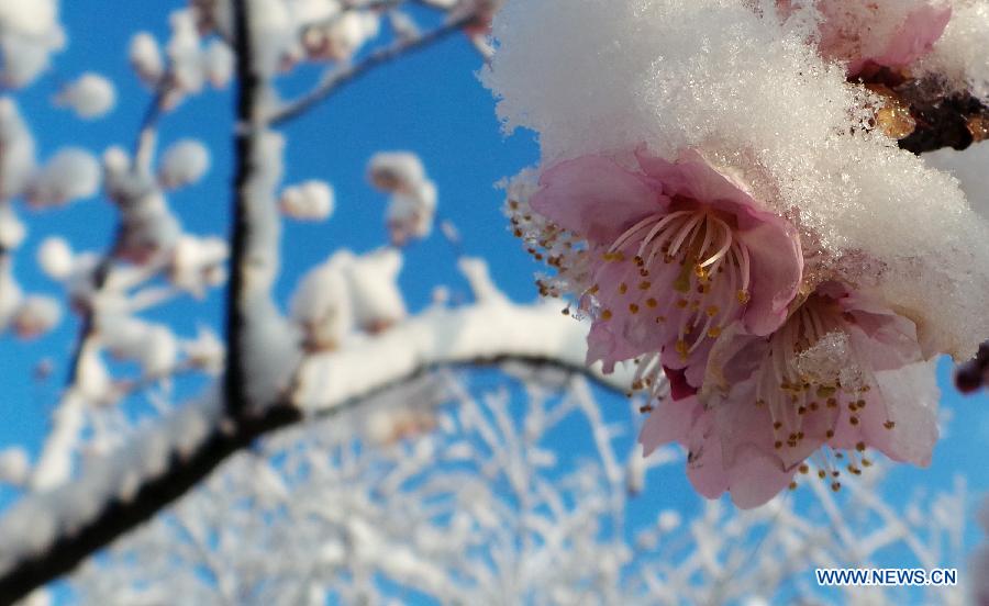 CHINA-BEIJING-SNOWFALL-CHERRY BLOSSOM (CN) 