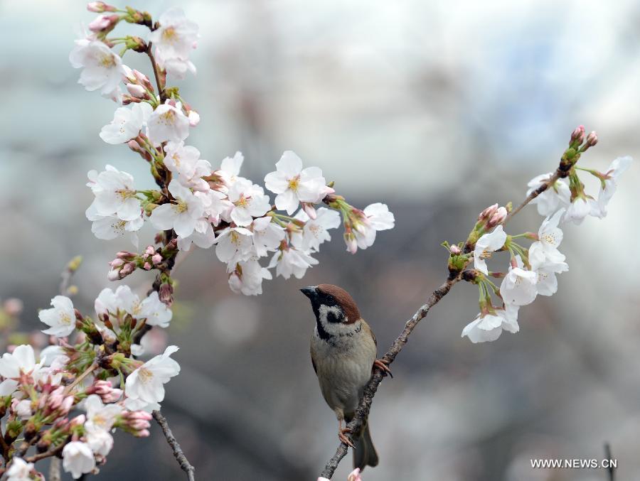 Sakura in Tokyo bloom a week earlier than expected owing to the rising temperature.