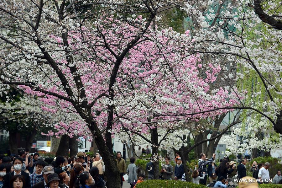 Sakura in Tokyo bloom a week earlier than expected owing to the rising temperature.