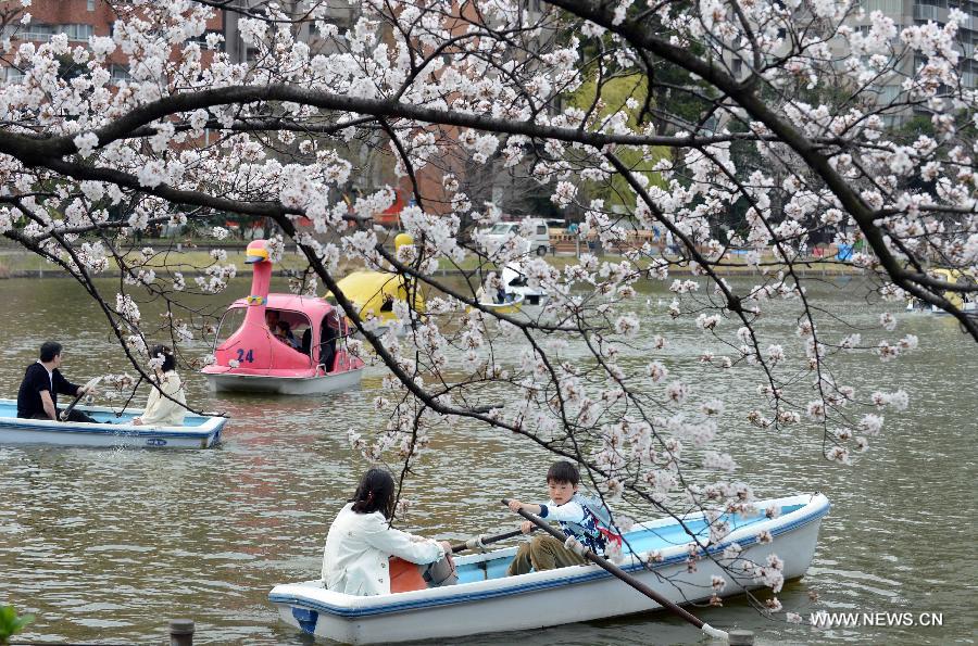 Sakura in Tokyo bloom a week earlier than expected owing to the rising temperature.