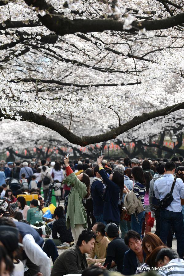 Sakura in Tokyo bloom a week earlier than expected owing to the rising temperature.