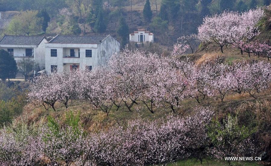 CHINA-HUBEI-PEACH BLOSSOMS (CN)