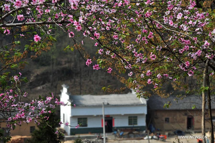 CHINA-HUBEI-PEACH BLOSSOMS (CN)