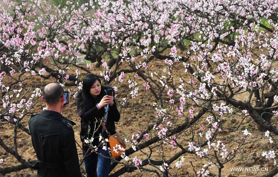 CHINA-HUBEI-PEACH BLOSSOMS (CN)