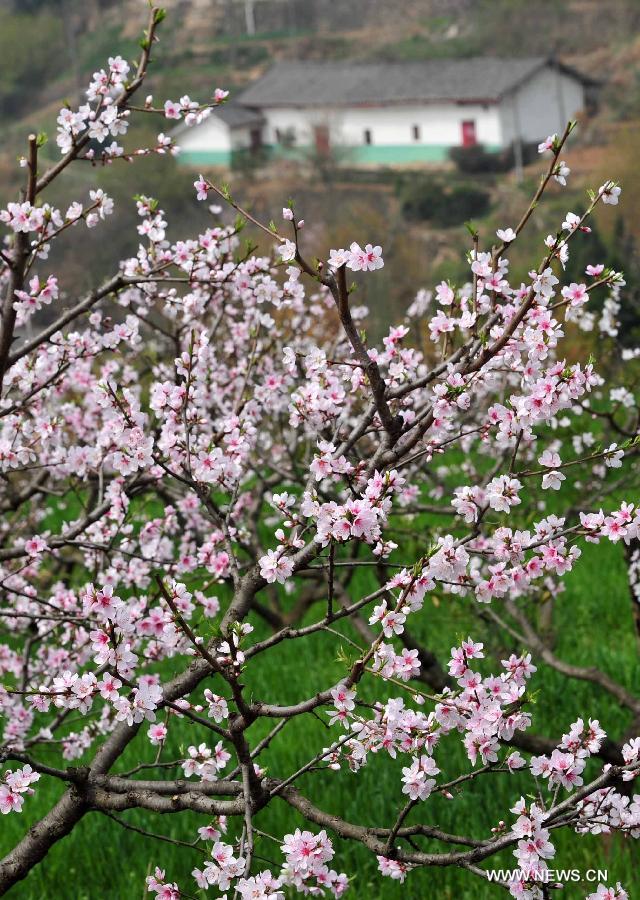 CHINA-HUBEI-PEACH BLOSSOMS (CN)