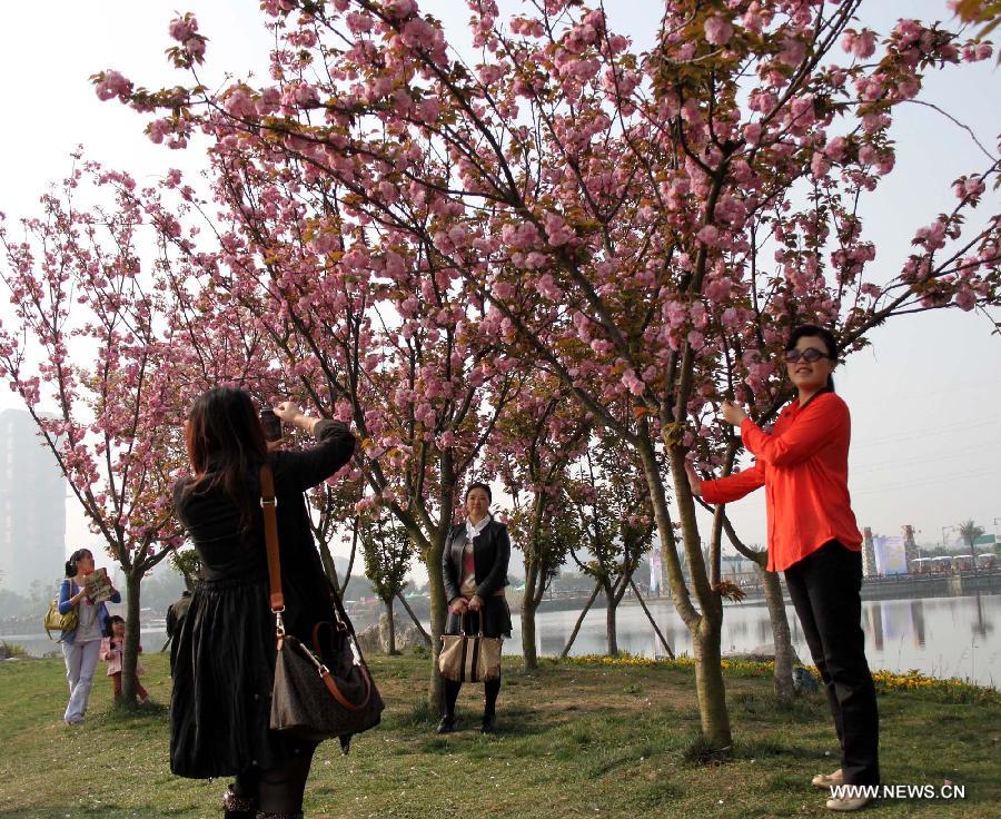 CHINA-CHERRY BLOSSOMS (CN)