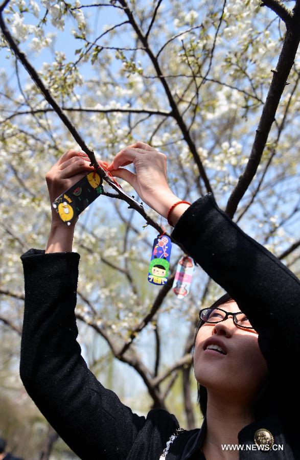 CHINA-CHERRY BLOSSOMS (CN)