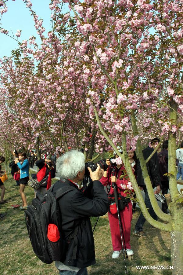 CHINA-CHERRY BLOSSOMS (CN)