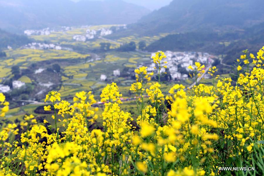 CHINA-JIANGXI-WUYUAN-RAPE FLOWERS (CN) 