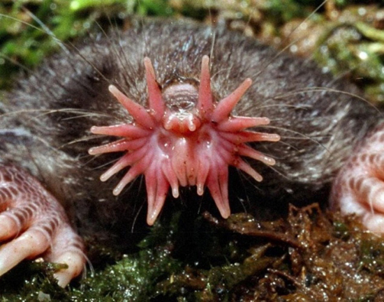 Star Nosed Mole, one of the 'top 20 ugliest animals on the planet' by China.org.cn.