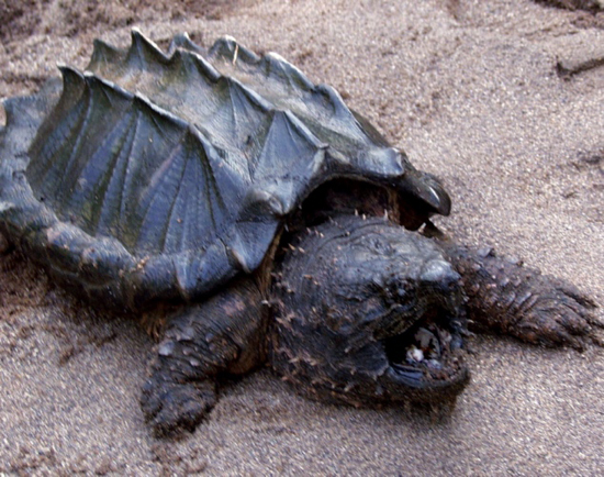 Alligator Snapping Turtle, one of the 'top 20 ugliest animals on the planet' by China.org.cn.