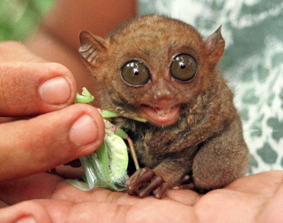 Philippine Tarsier, one of the 'top 20 ugliest animals on the planet' by China.org.cn.