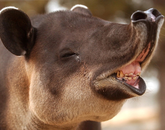 Baird's Tapir, one of the 'top 20 ugliest animals on the planet' by China.org.cn.