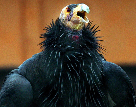 California Condor, one of the 'top 20 ugliest animals on the planet' by China.org.cn.