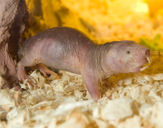 Naked Mole Rat, one of the 'top 20 ugliest animals on the planet' by China.org.cn.