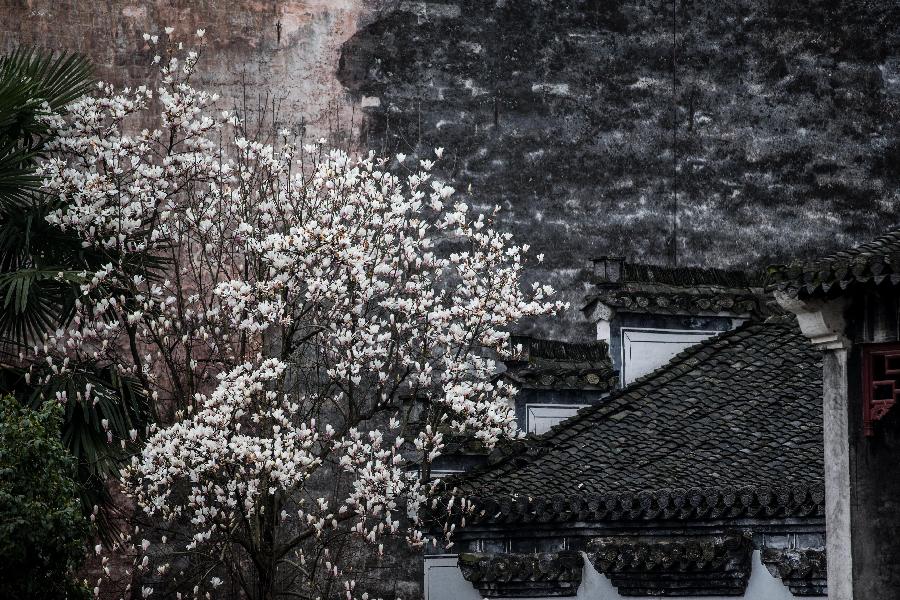 #CHINA-ANHUI-FLOWERS (CN)