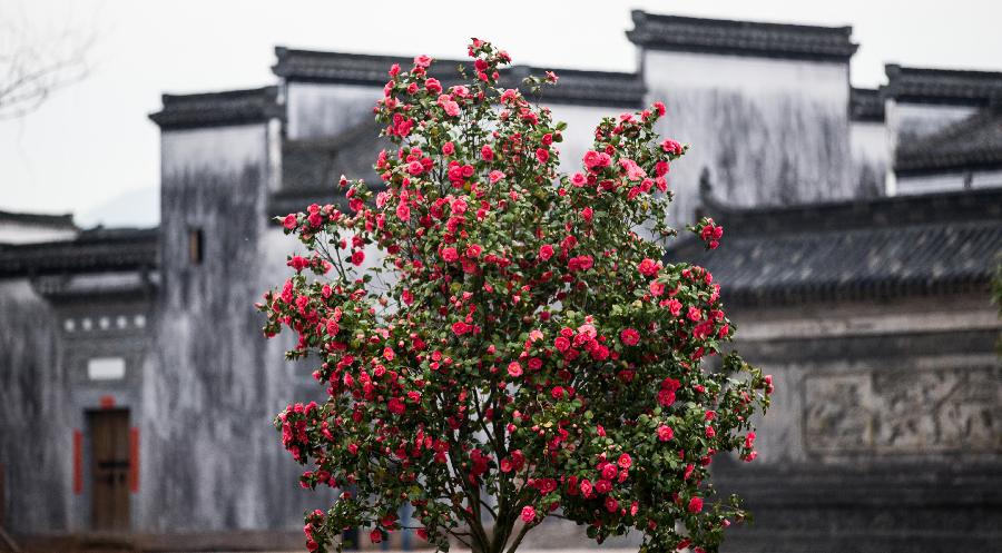 #CHINA-ANHUI-FLOWERS (CN)