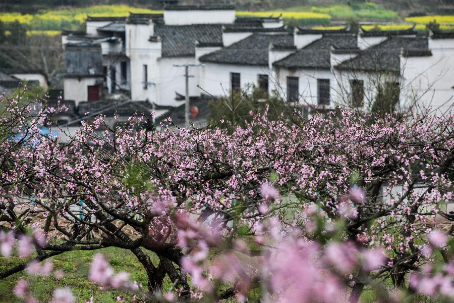 #CHINA-ANHUI-FLOWERS (CN)