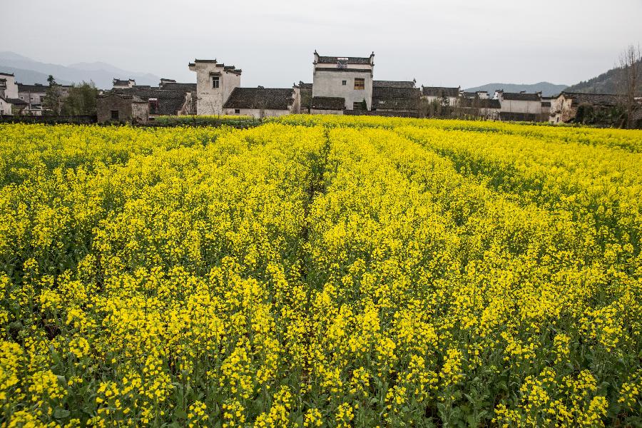 #CHINA-ANHUI-FLOWERS (CN)