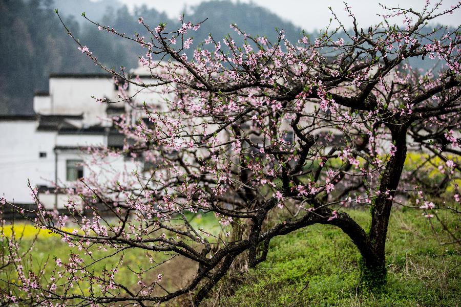 #CHINA-ANHUI-FLOWERS (CN)