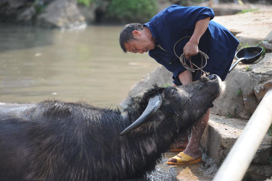 CHINA-GUIZHOU-MAJIANG-SPRING-FARMING (CN)