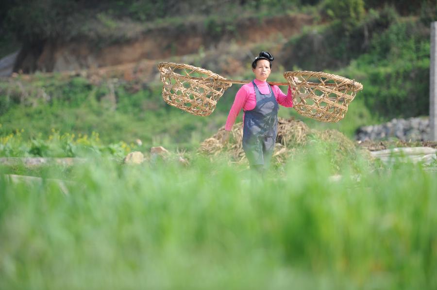 CHINA-GUIZHOU-MAJIANG-SPRING-FARMING (CN)