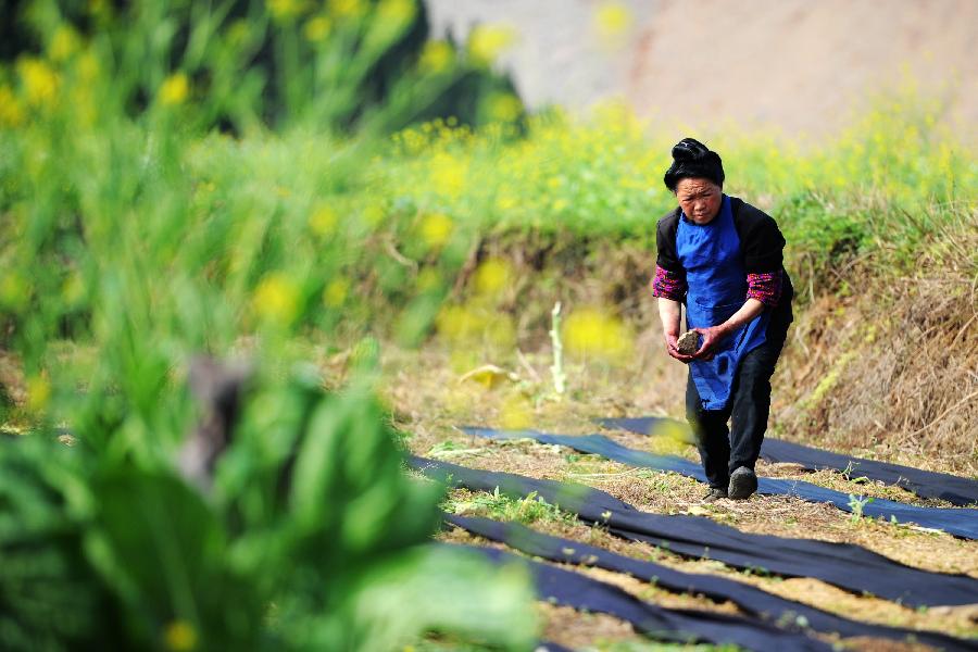 CHINA-GUIZHOU-MAJIANG-SPRING-FARMING (CN)