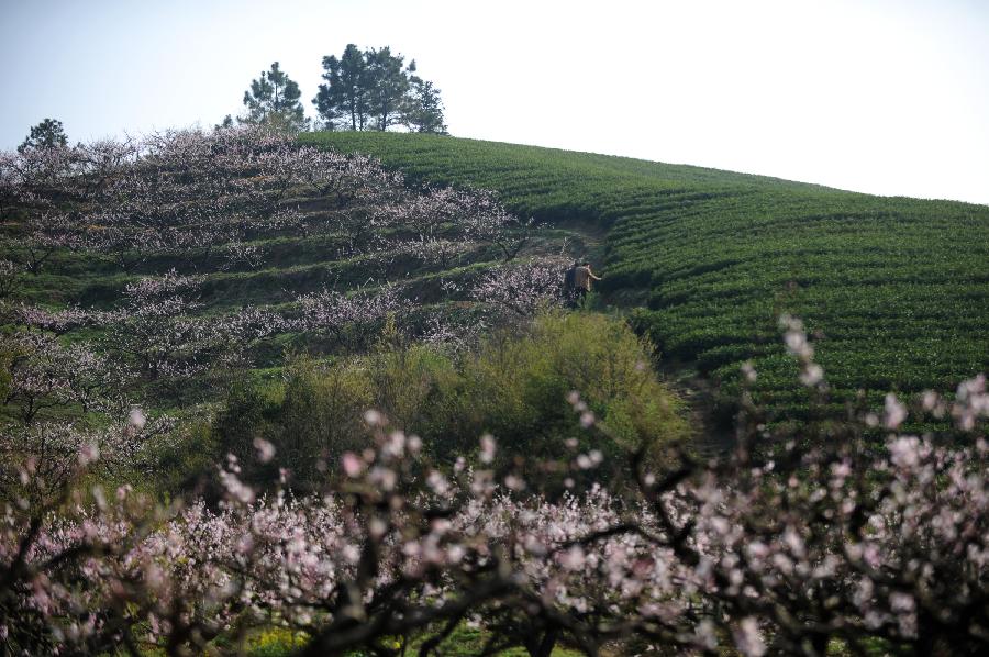 CHINA-ZHEJIANG-HUZHOU-TEA-HARVEST (CN) 