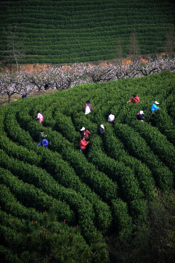 CHINA-ZHEJIANG-HUZHOU-TEA-HARVEST (CN) 