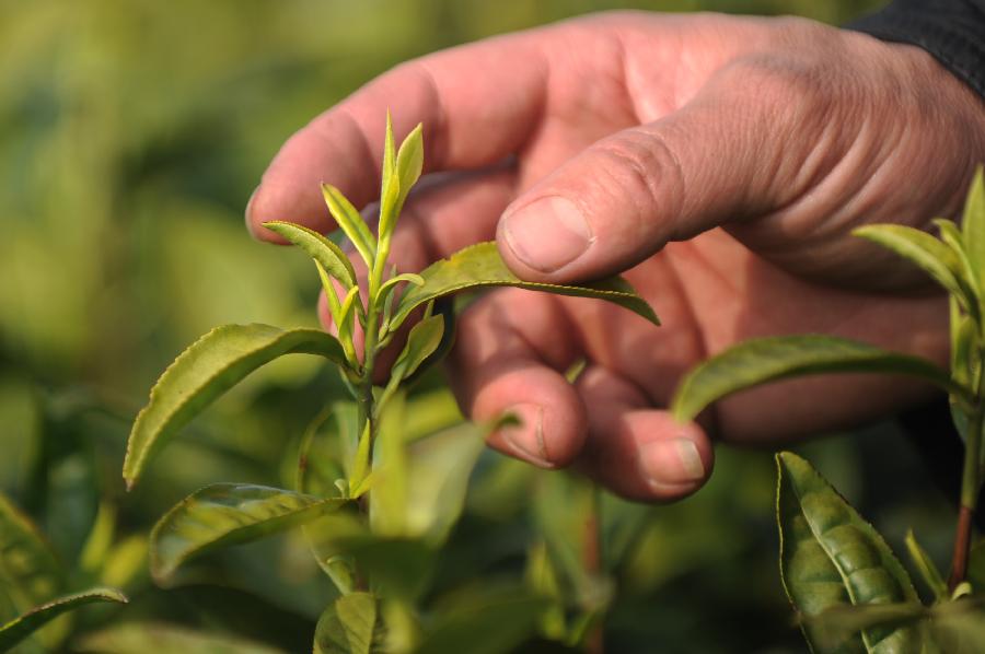 CHINA-ZHEJIANG-HUZHOU-TEA-HARVEST (CN) 