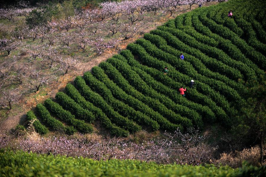 CHINA-ZHEJIANG-HUZHOU-TEA-HARVEST (CN) 