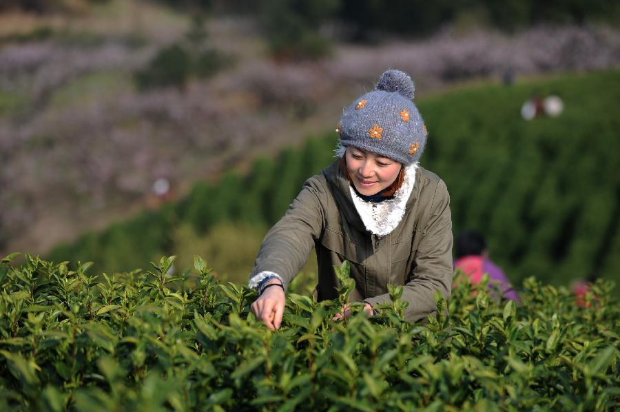 CHINA-ZHEJIANG-HUZHOU-TEA-HARVEST (CN) 