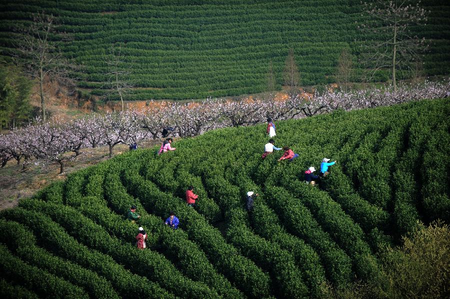 CHINA-ZHEJIANG-HUZHOU-TEA-HARVEST (CN) 