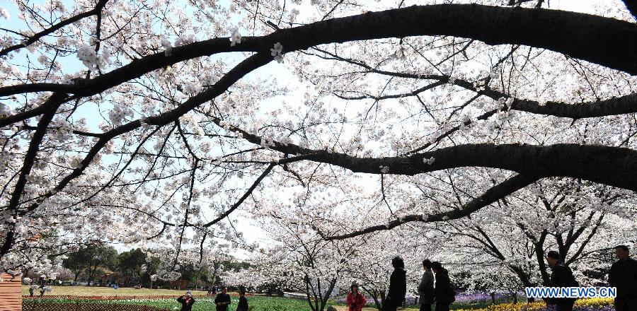 Tourists enjoy cherry blossoms in full bloom at a forest park in Suzhou, east China's Jiangsu Province, March 21, 2013. 