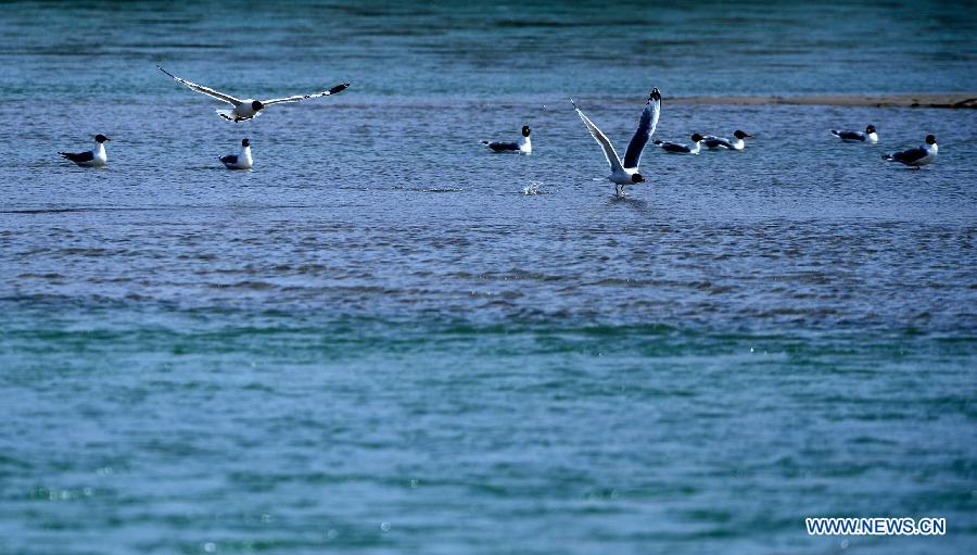 Birds fly over the Yellow River in Guide County of the Hainan Tibet Autonomous Prefecture, northwest China's Qinghai Province, March 21, 2013. 