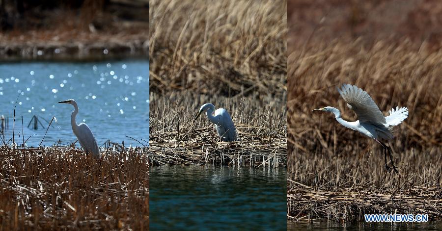 Combination photo taken on March 21, 2013 shows an egret on the wetland of the Yellow River in Guide County of the Hainan Tibet Autonomous Prefecture, northwest China's Qinghai Province. 