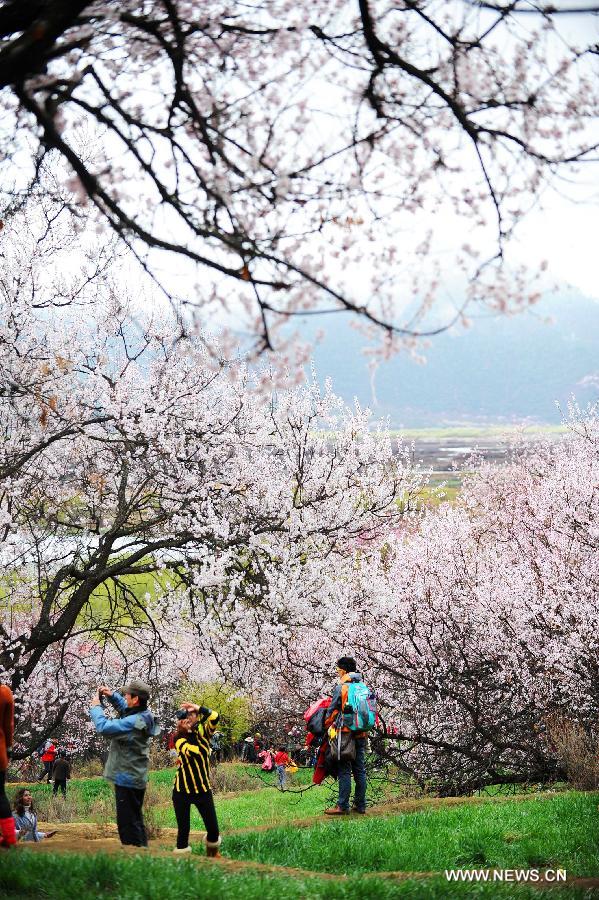 Visitors view peach flowers in Nyingchi, southwest China's Tibet Autonomous Region, March 23, 2013. The 11th Nyingchi Peach Flower Cultural Tourism Festival kicked off on Saturday, attracting numbers of tourists. (Xinhua/Wen Tao)