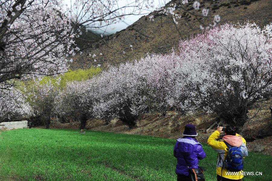 林芝桃花文化旅游节