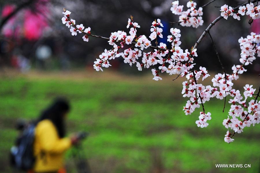 Photo taken on March 23, 2013 shows peach flowers in Nyingchi, southwest China's Tibet Autonomous Region. The 11th Nyingchi Peach Flower Cultural Tourism Festival kicked off on Saturday, attracting numbers of tourists. (Xinhua/Wen Tao)