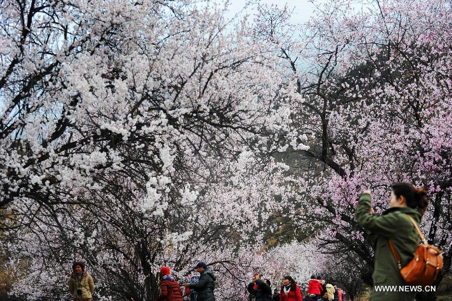 Visitors view peach flowers in Nyingchi, southwest China's Tibet Autonomous Region, March 23, 2013. The 11th Nyingchi Peach Flower Cultural Tourism Festival kicked off on Saturday, attracting numbers of tourists. (Xinhua/Wen Tao)