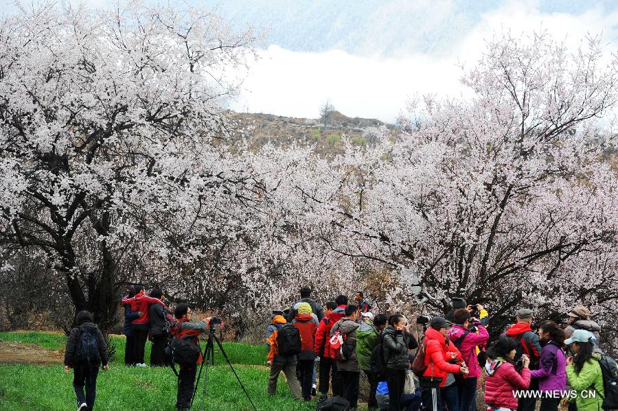 Visitors view peach flowers in Nyingchi, southwest China's Tibet Autonomous Region, March 23, 2013. The 11th Nyingchi Peach Flower Cultural Tourism Festival kicked off on Saturday, attracting numbers of tourists. (Xinhua/Wen Tao)