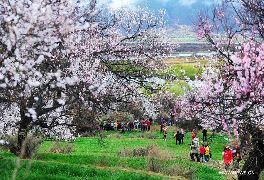 Visitors view peach flowers in Nyingchi, southwest China's Tibet Autonomous Region, March 23, 2013. The 11th Nyingchi Peach Flower Cultural Tourism Festival kicked off on Saturday, attracting numbers of tourists. (Xinhua/Wen Tao)