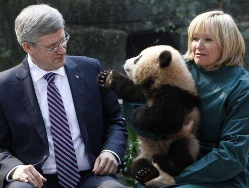 A pair of giant pandas have been cleared for their journey to two Canadian Zoos. Damao and Ershun will leave from Chengdu in south-west China's Sichuan province on Monday for Canada. [File photo]