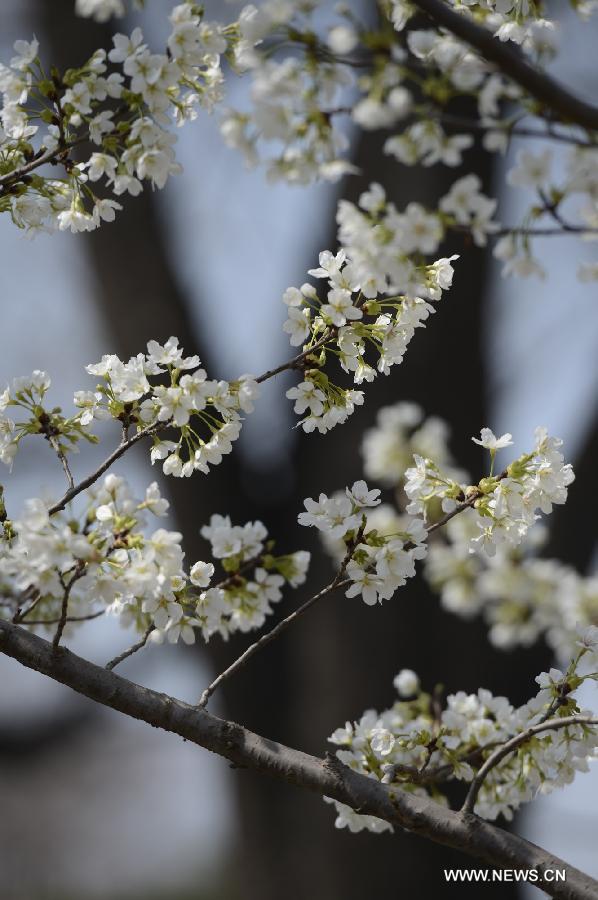 CHINA-BEIJING-CHERRY BLOSSOMS (CN) 