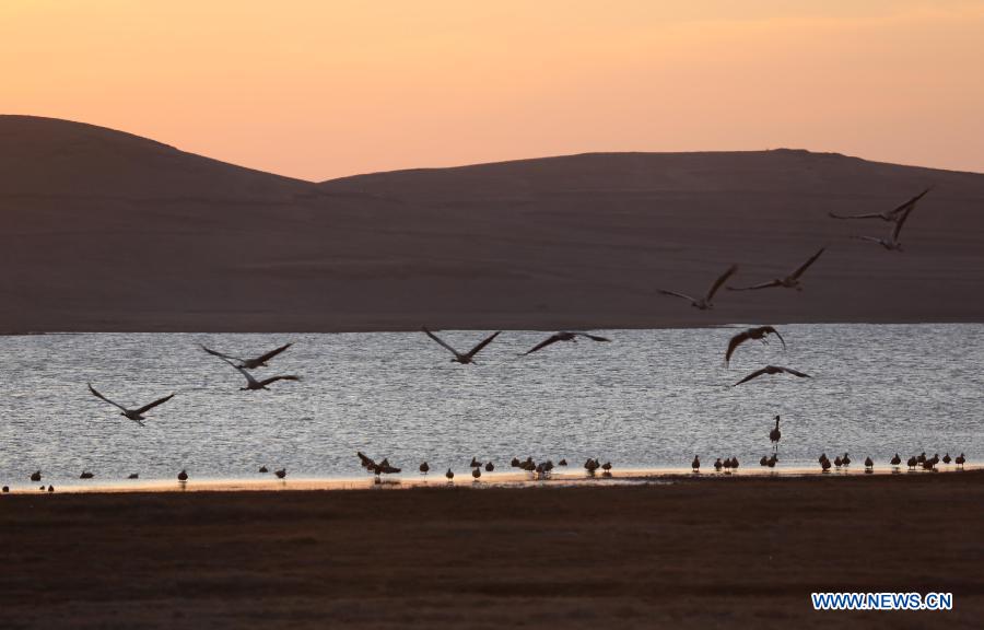 CHINA-YUNNAN-ZHAOTONG-BLACK-NECKED CRANE (CN)