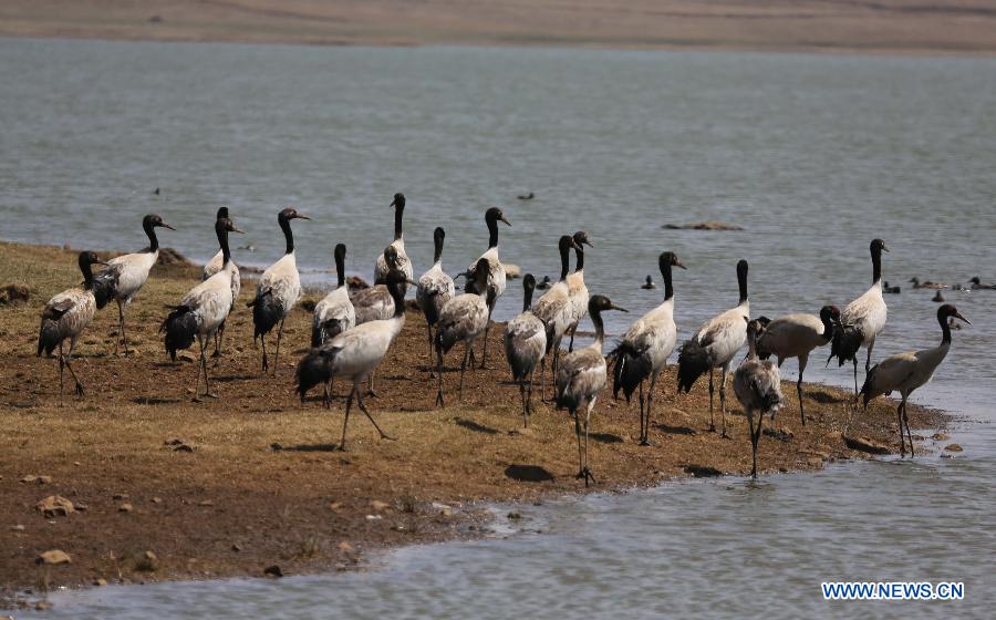 CHINA-YUNNAN-ZHAOTONG-BLACK-NECKED CRANE (CN)