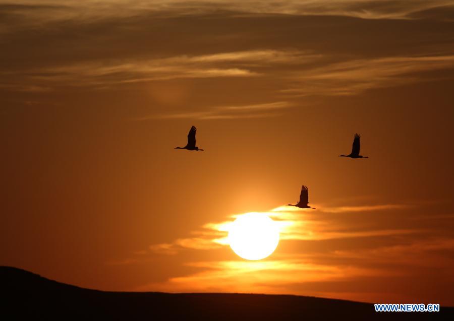 CHINA-YUNNAN-ZHAOTONG-BLACK-NECKED CRANE (CN)