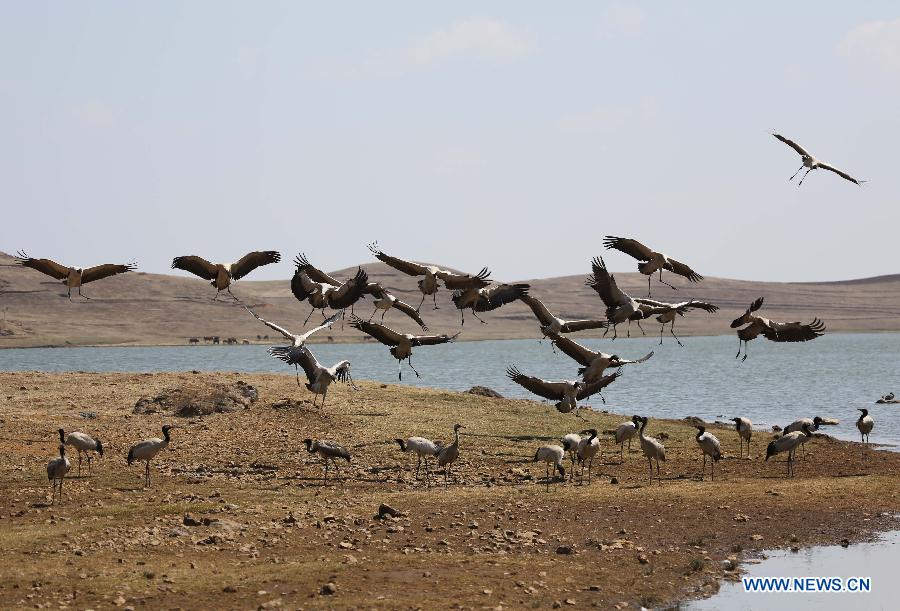 CHINA-YUNNAN-ZHAOTONG-BLACK-NECKED CRANE (CN)