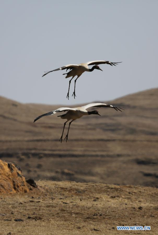 CHINA-YUNNAN-ZHAOTONG-BLACK-NECKED CRANE (CN)