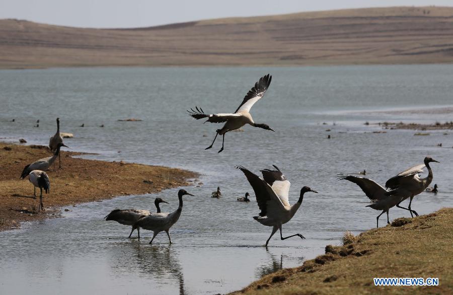 CHINA-YUNNAN-ZHAOTONG-BLACK-NECKED CRANE (CN)